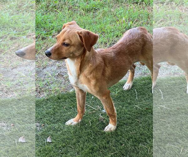Medium Photo #2 Chihuahua-Labrador Retriever Mix Puppy For Sale in Virginia Beach, VA, USA