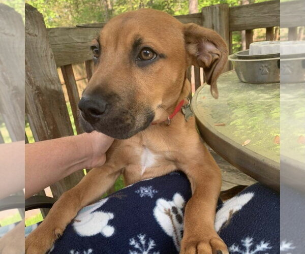 Medium Photo #9 Mutt Puppy For Sale in Chester, NJ, USA