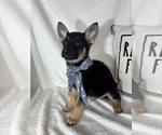 Small #1 German Shepherd Dog