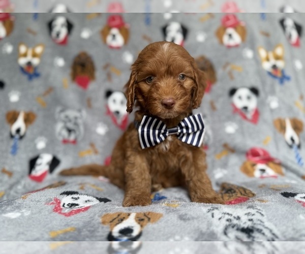 Medium Photo #6 Cockapoo (Miniature) Puppy For Sale in LAKELAND, FL, USA
