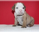 Small Photo #4 Bulldog Puppy For Sale in HIALEAH, FL, USA