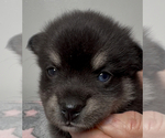 Small #9 Pomsky-Shiba Inu Mix
