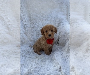 Poodle (Toy) Puppy for sale in JEFFERSONVILLE, IN, USA