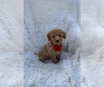 Small Poodle (Toy)