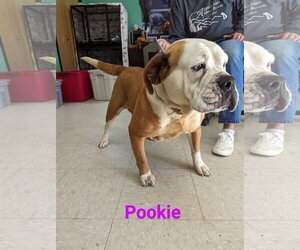Bulldog-Unknown Mix Dogs for adoption in Franklin, North Carolina, NC, USA