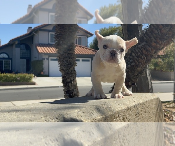 Medium Photo #1 French Bulldog Puppy For Sale in PALMDALE, CA, USA