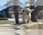 Puppy Tiny French Bulldog