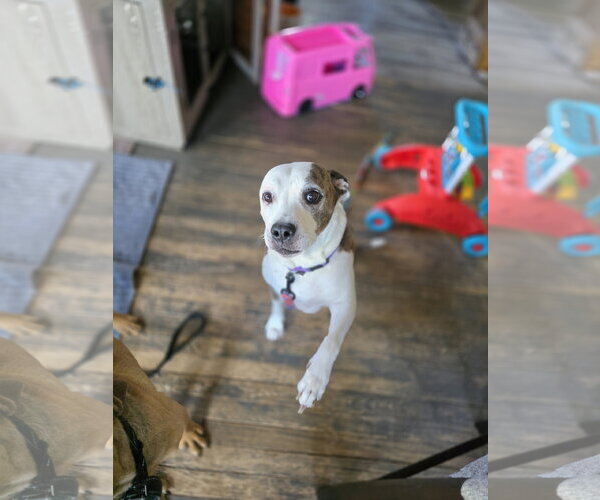 Medium Photo #3 American Pit Bull Terrier-Unknown Mix Puppy For Sale in New London, WI, USA