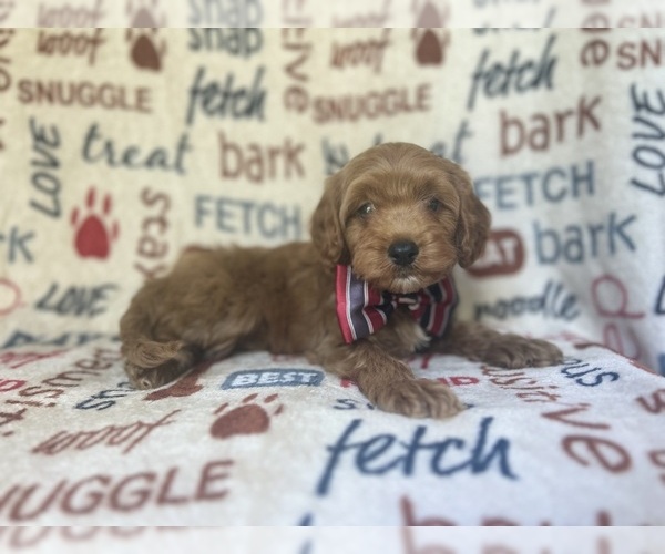Medium Photo #11 Cavapoo Puppy For Sale in LAKELAND, FL, USA