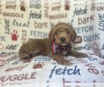 Small #10 Cavapoo