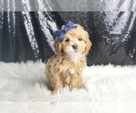 Small #2 Maltipoo