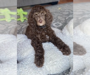 Poodle (Standard) Puppy for sale in CERRITOS, CA, USA