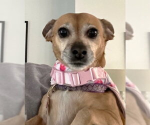 Lily Nason NJ - Female Daug Dog for Adoption - Photo #6