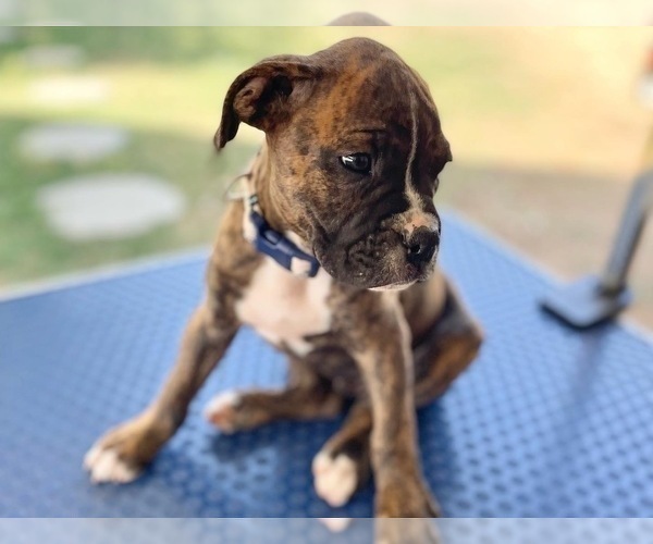 Medium Photo #1 Boxer Puppy For Sale in RANCHO CUCAMONGA, CA, USA