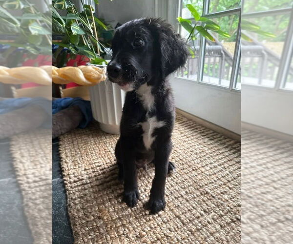 Medium Photo #7 Labbe Puppy For Sale in Brewster, NY, USA