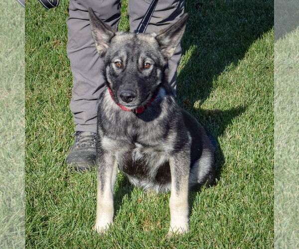 Medium Photo #3 Norwegian Elkhound Puppy For Sale in Huntley, IL, USA