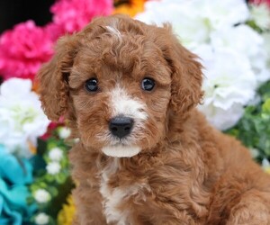 Cavapoo Puppy for Sale in JONES, Michigan USA