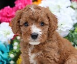 Image preview for Ad Listing. Nickname: Cherry