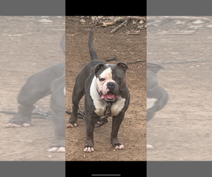 Father of the American Bully puppies born on 06/21/2025