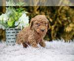 Small #1 Poodle (Standard)