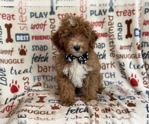 Cock-A-Poo Puppy for sale in LAKELAND, FL, USA