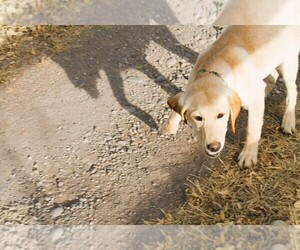 Medium Labrador Retriever