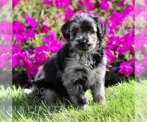 Labradoodle mix (+ Poodle Standard) Puppy for sale in RONKS, PA, USA