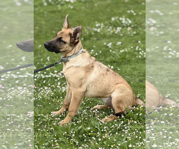 Medium Photo #12 German Shepherd Dog Puppy For Sale in Seattle, WA, USA
