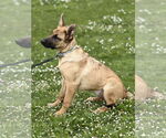 Small #11 German Shepherd Dog