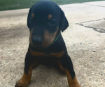 Puppy Puppy 6 Doberman Pinscher