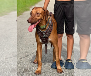 Mother of the Belgian Malinois-Rhodesian Ridgeback Mix puppies born on 04/30/2025