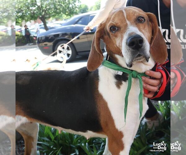 Medium Photo #3 Treeing Walker Coonhound-Unknown Mix Puppy For Sale in Washington, DC, USA