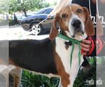 Small #2 Treeing Walker Coonhound Mix
