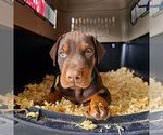 Puppy Red Male Doberman Pinscher