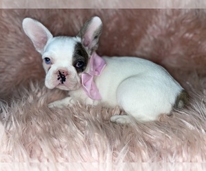 French Bulldog Puppy for Sale in BEECH GROVE, Indiana USA