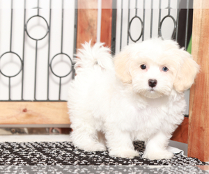 Poovanese Puppy for sale in NAPLES, FL, USA