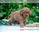 Small Photo #3 Poodle (Miniature) Puppy For Sale in WOLCOTTVILLE, IN, USA