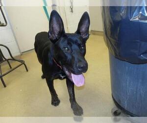 Dutch Shepherd -Unknown Mix Dogs for adoption in Santa Rosa, CA, USA