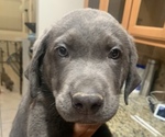 Small Photo #9 Labrador Retriever Puppy For Sale in HENDERSON, NV, USA
