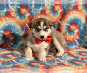 Pomsky Puppy for sale in LANCASTER, PA, USA