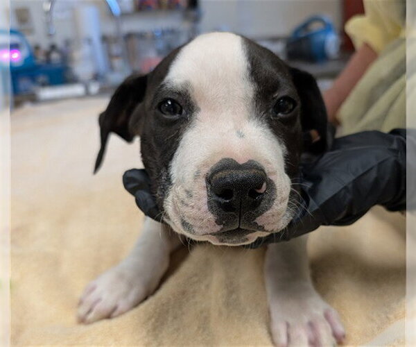 Medium Photo #1 Mutt Puppy For Sale in Pueblo, CO, USA