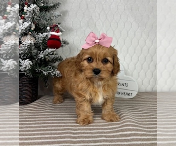 Medium Photo #3 Cavapoo (Miniature) Puppy For Sale in GREENFIELD, IN, USA