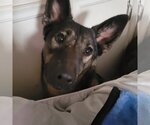 Small #4 German Shepherd Dog Mix