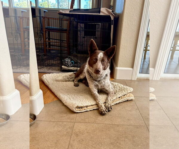 Medium Photo #1 Mutt Puppy For Sale in Paso Robles, CA, USA