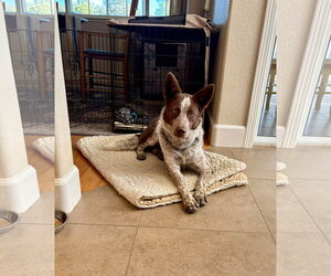 Mutt Dogs for adoption in Paso Robles, CA, USA