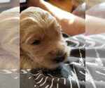 Puppy 2 Labradoodle