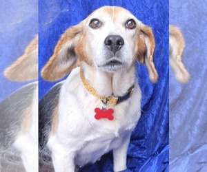 Beagle Dogs for adoption in Cuba, NY, USA