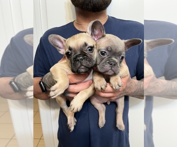 Medium Photo #5 French Bulldog Puppy For Sale in PALM SPRINGS, CA, USA