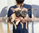 Small Photo #5 French Bulldog Puppy For Sale in PALM SPRINGS, CA, USA