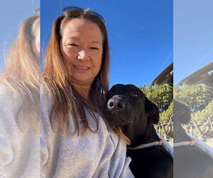 Labrador Retriever-Unknown Mix Dogs for adoption in San Diego, CA, USA